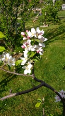 Allotment/Veg Patch -Thread  8 - Its spring - time to get busy!