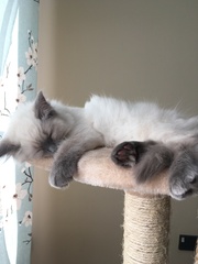 Devastated over the loss of my boy