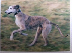 Talk to me about Lurchers