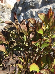 Help - hydrangea damage. Why? (Photos)