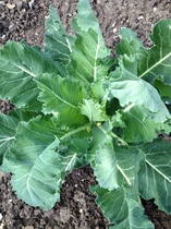 Allotment/Veg Patch -Thread  8 - Its spring - time to get busy!