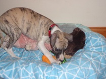 Does anyone fancy a 'puppy survival' thread?