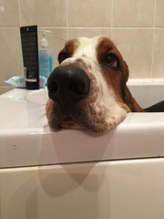 Week 9 - Spring Low Carb Bootcamp - our last fortnight