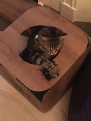 What's your dcat doing today?