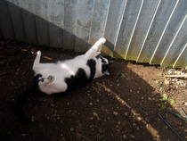 What's your dcat doing today?