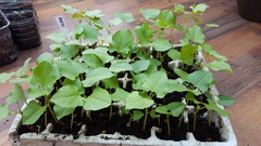 Allotment/Veg Patch -Thread  8 - Its spring - time to get busy!