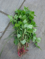 Can anyone identify this plant please?