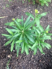 To ask what these plants are?