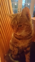 Cat colours and parentage