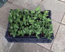 Allotment/Veg Patch -Thread  8 - Its spring - time to get busy!