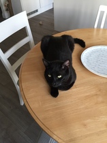 What's your DCat up to today? Pt 2