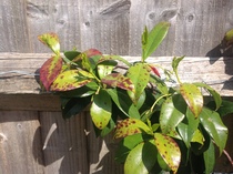 Star Jasmine with brown spots