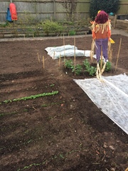 Allotment/Veg Patch -Thread  8 - Its spring - time to get busy!