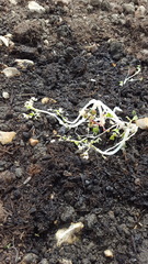 Allotment/Veg Patch -Thread  8 - Its spring - time to get busy!