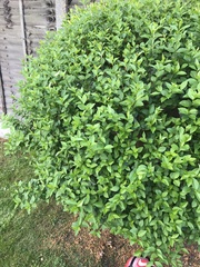 Can anyone help me identify my plants?