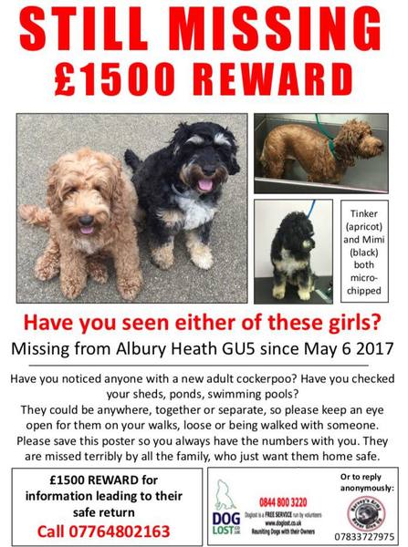 Missing dogs - Help us find Mimi & Tinker