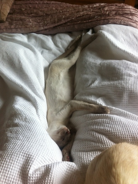 Cats still catting. What's your DCat up to today? Pt 3