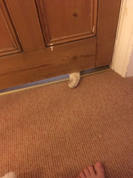 Cats still catting. What's your DCat up to today? Pt 3