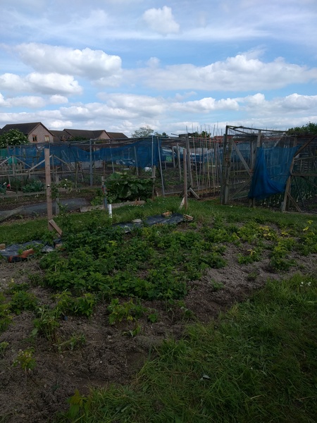 Allotment/Veg Patch Thread 9 - Spring is sprung, its getting really busy!