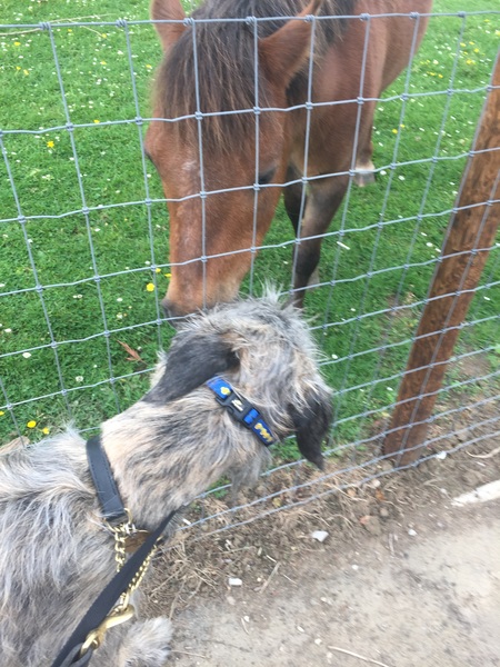 Does anyone fancy a "puppy survival" thread part 2