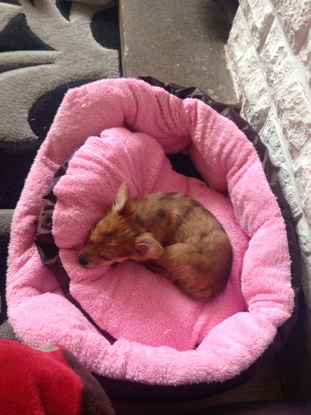 Does anyone fancy a "puppy survival" thread part 2