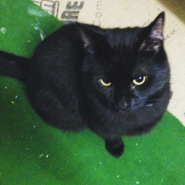 To ask cat owners for good name suggestions?