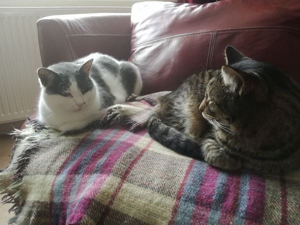 B/W cat appreciation society