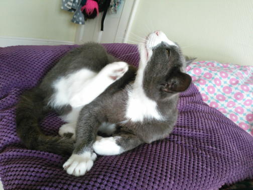Clip cat's claws?   Or vet?