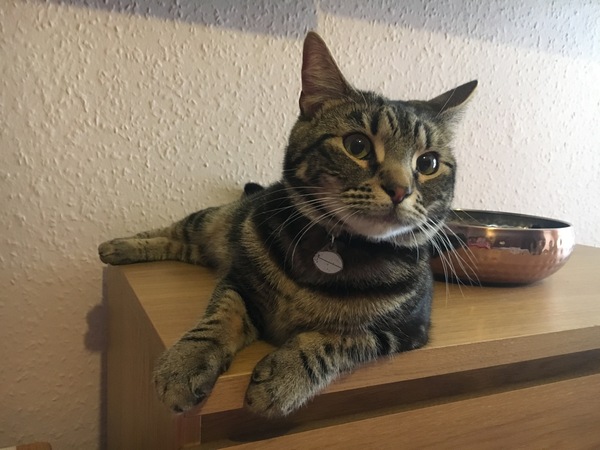 What's your DCat up to today? Pt 2