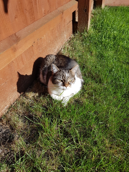 What's your DCat up to today? Pt 2