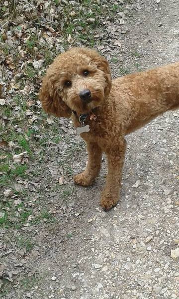 Does anyone fancy a teenage dog survival thread?