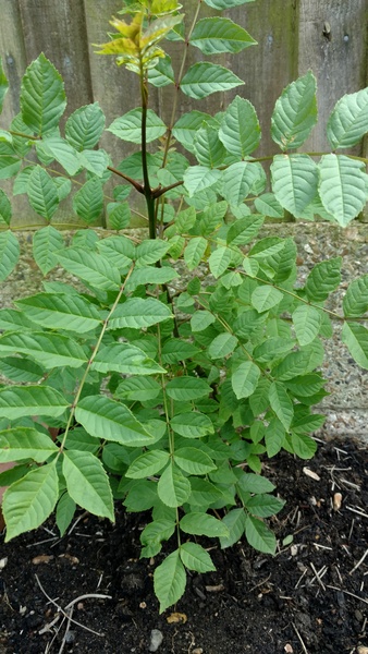 ID this tree.