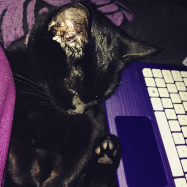 Cats still catting. What's your DCat up to today? Pt 3