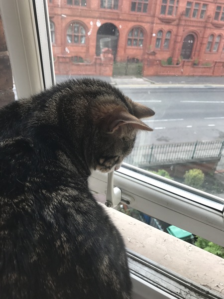 Cats still catting. What's your DCat up to today? Pt 3