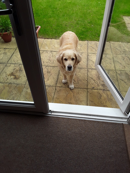 Neighbours reported us to the RSPCA