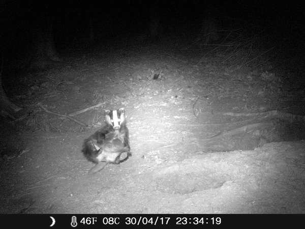 To help a mangy scrap of fox?
