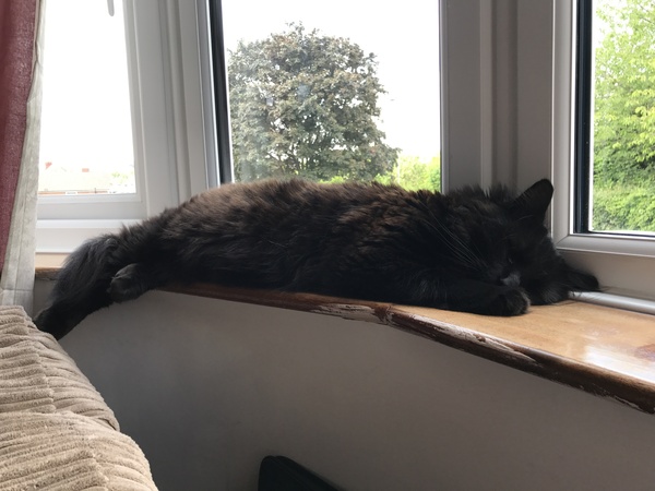 Cats still catting. What's your DCat up to today? Pt 3