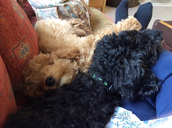 Does anyone fancy a 'puppy survival' thread?