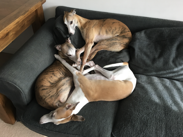Does anyone fancy a "puppy survival" thread part 2