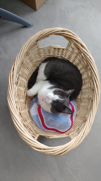 What's your DCat up to today? Pt 2