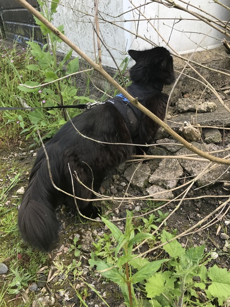 Cats still catting. What's your DCat up to today? Pt 3
