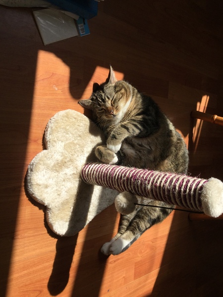 What's your DCat up to today? Pt 2