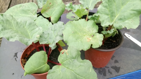 Allotment/Veg Patch Thread 9 - Spring is sprung, its getting really busy!