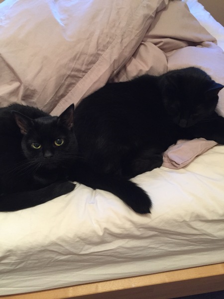 To be so excited (kitten pics included)