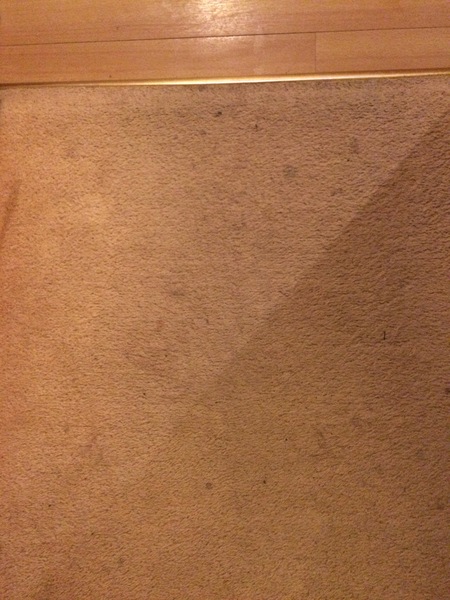 Talk me out of cream carpet!