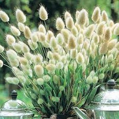 Is this a real plant?