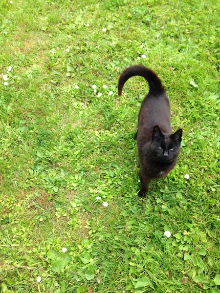 My new cat!