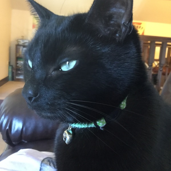 My new cat!