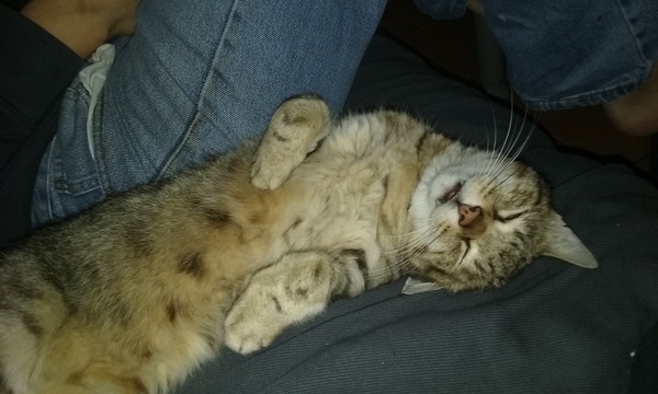 Cats still catting. What's your DCat up to today? Pt 3