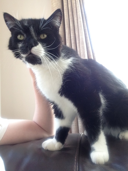 B/W cat appreciation society